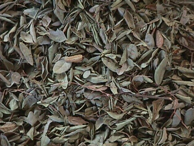 Hojas de Boldo
